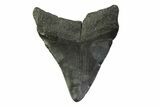 Fossil Megalodon Tooth - South Carolina #341386-1